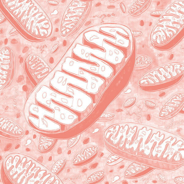 «Митохондрии: маленькие работники большого организма». Лекция биолога Валерии Лобановой