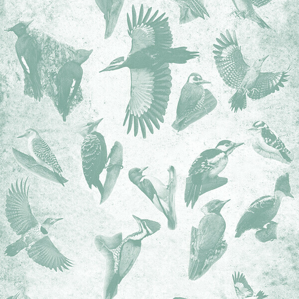 «Сколько дятлов нужно лесу? Роль дятлов в экосистемах». Лекция биолога Владимира Фридмана