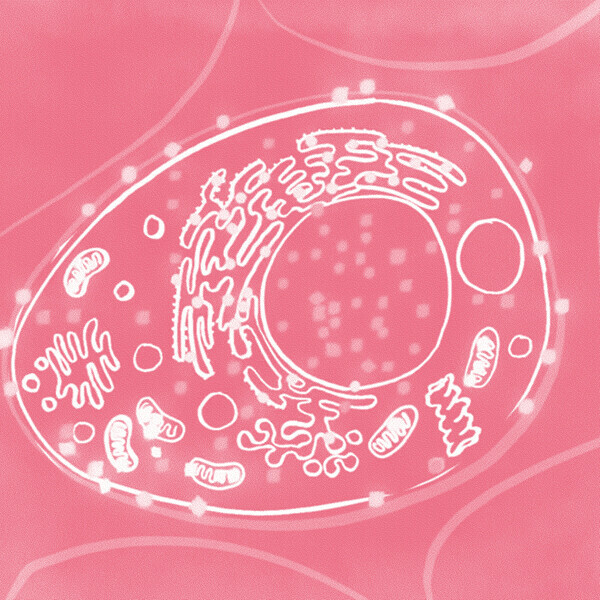 «Биология: клетка». Занятие в Вечерней школе Политехнического музея